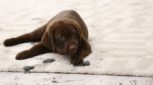 Best Flooring for Homes with Pets and Kids