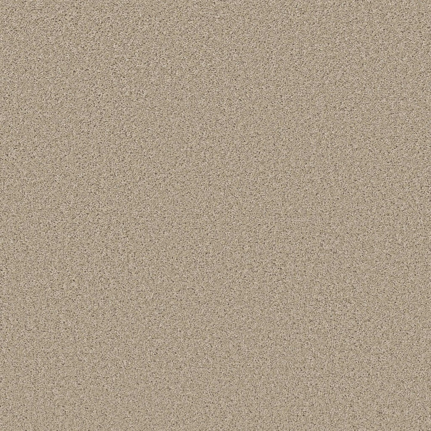 HIGH RANKING S in Paradise Carpet