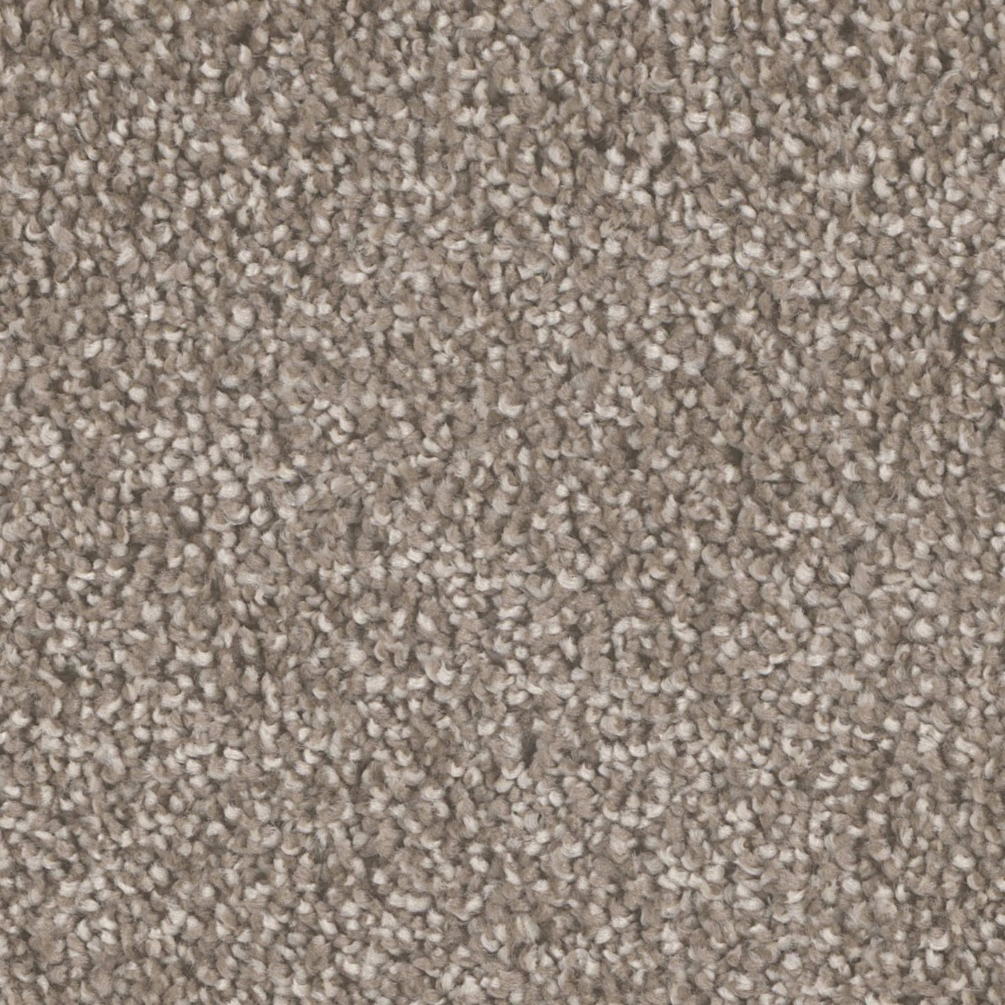 All Star in Quail Carpet