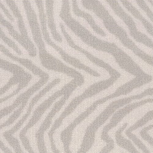 Zebra in Grévy's Zebra