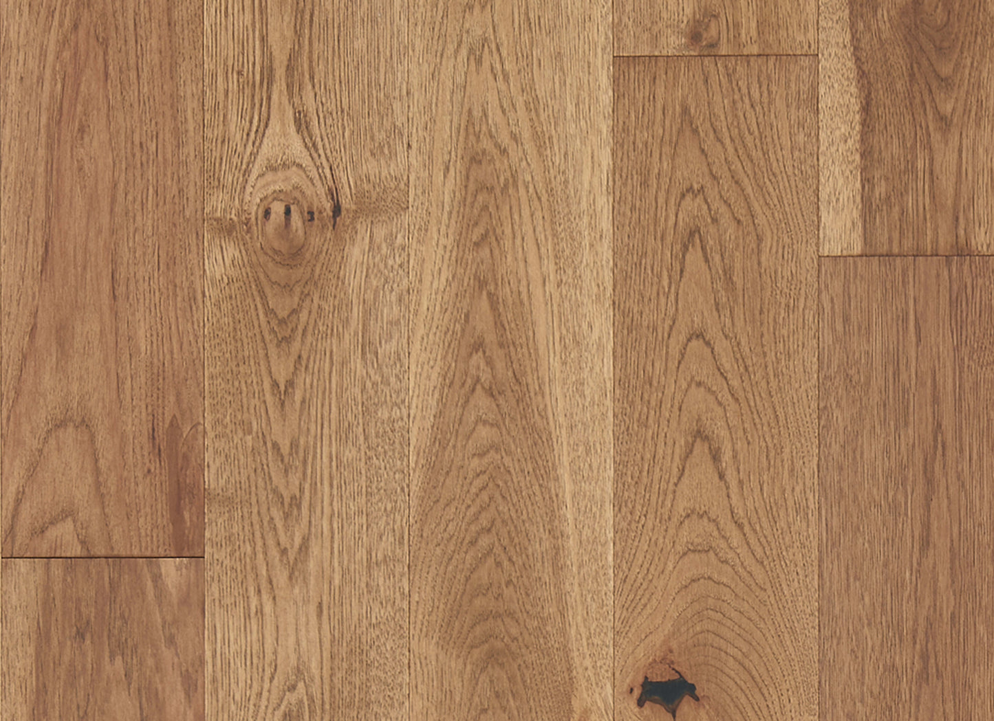 Latitude Collection - Forest Park in Sunbeam
