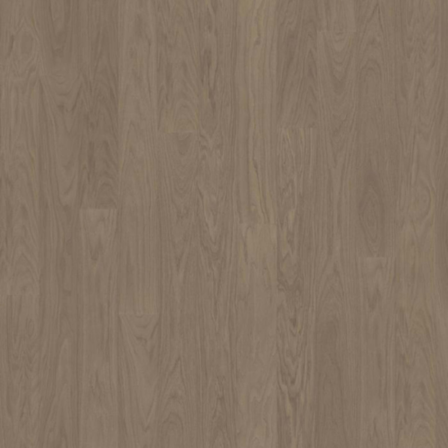 Life Collection in Earl Grey Wide