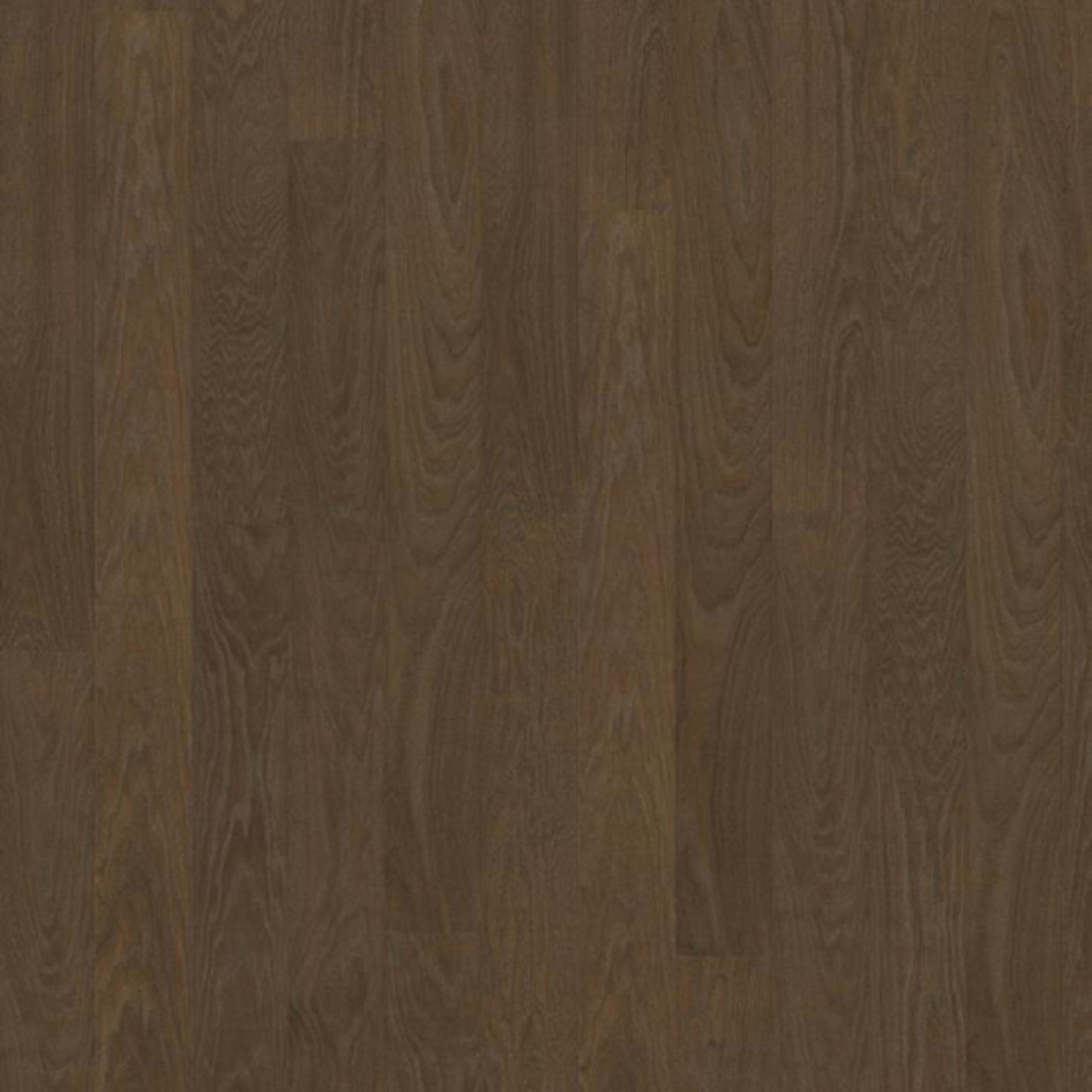 Life Collection in Cocoa Bean Wide