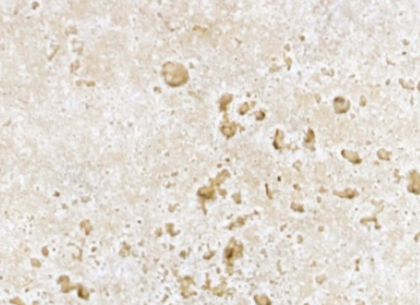 Travertine in Ivory Tumbled 3x6