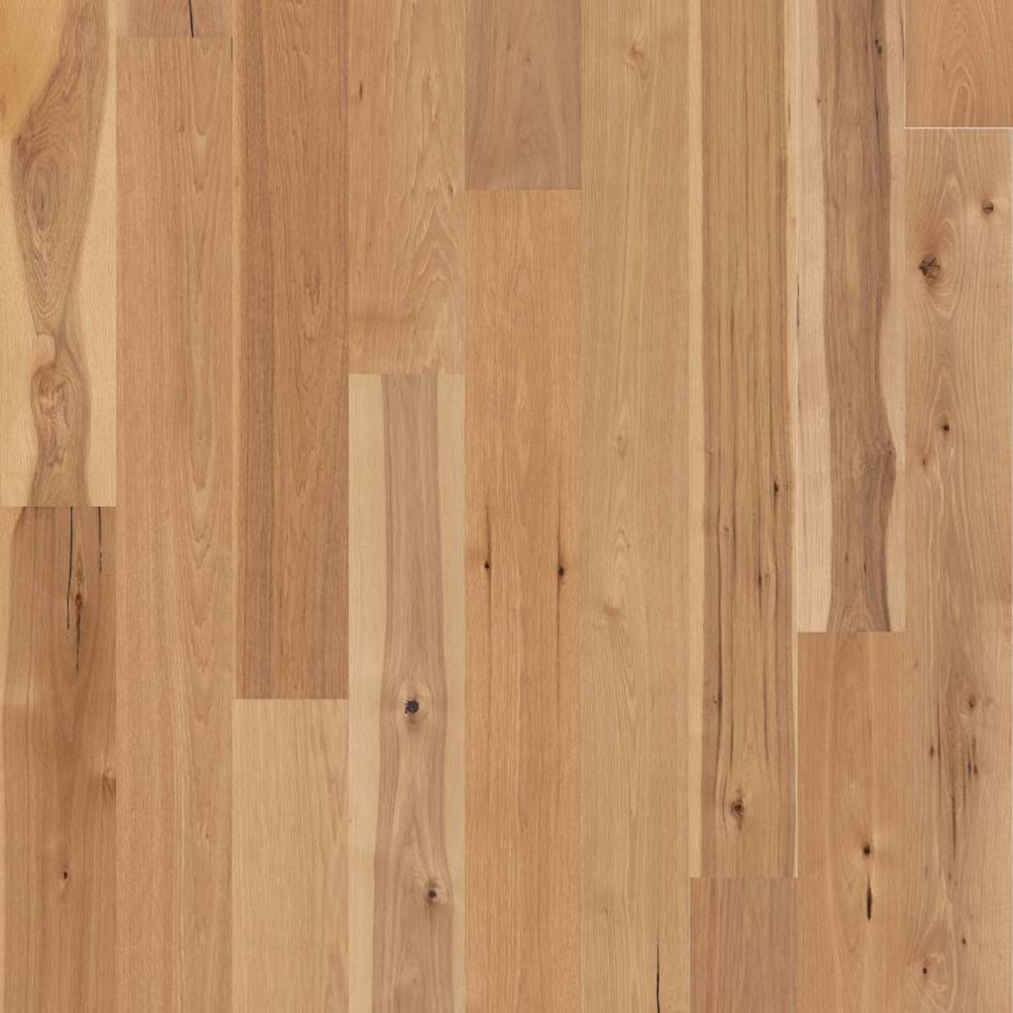 Argonne Forest Hickory in Coat Of Arms Hardwood