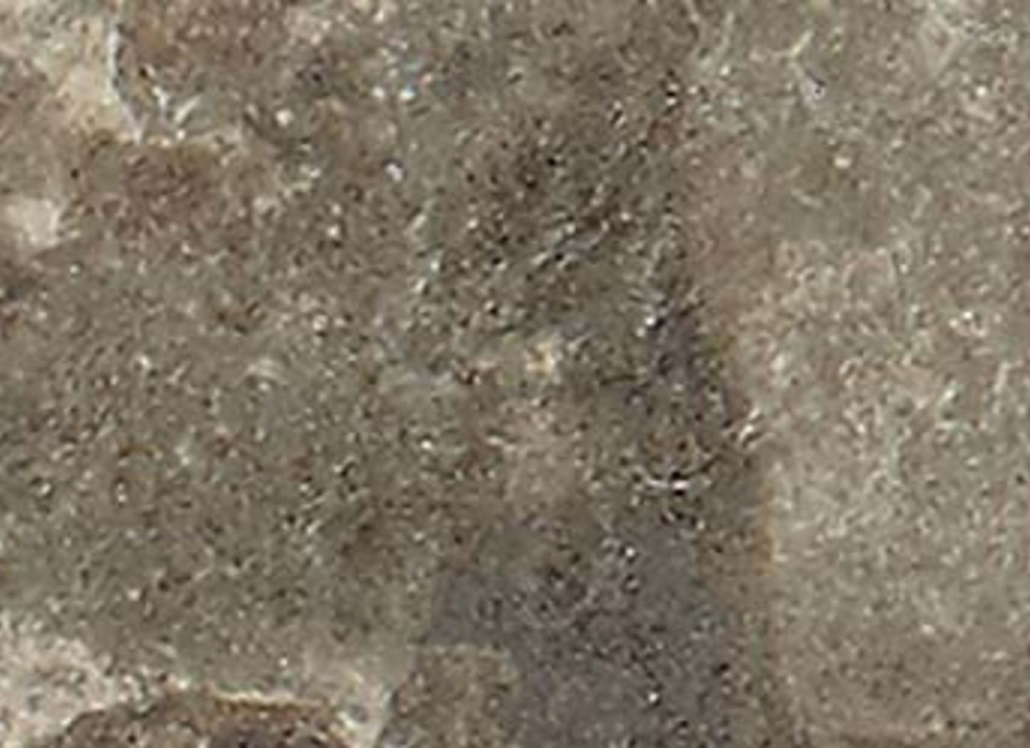 Brickell in Taupe 2"x8"