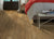 IN THE GRAIN II 20 MIL in Farro
