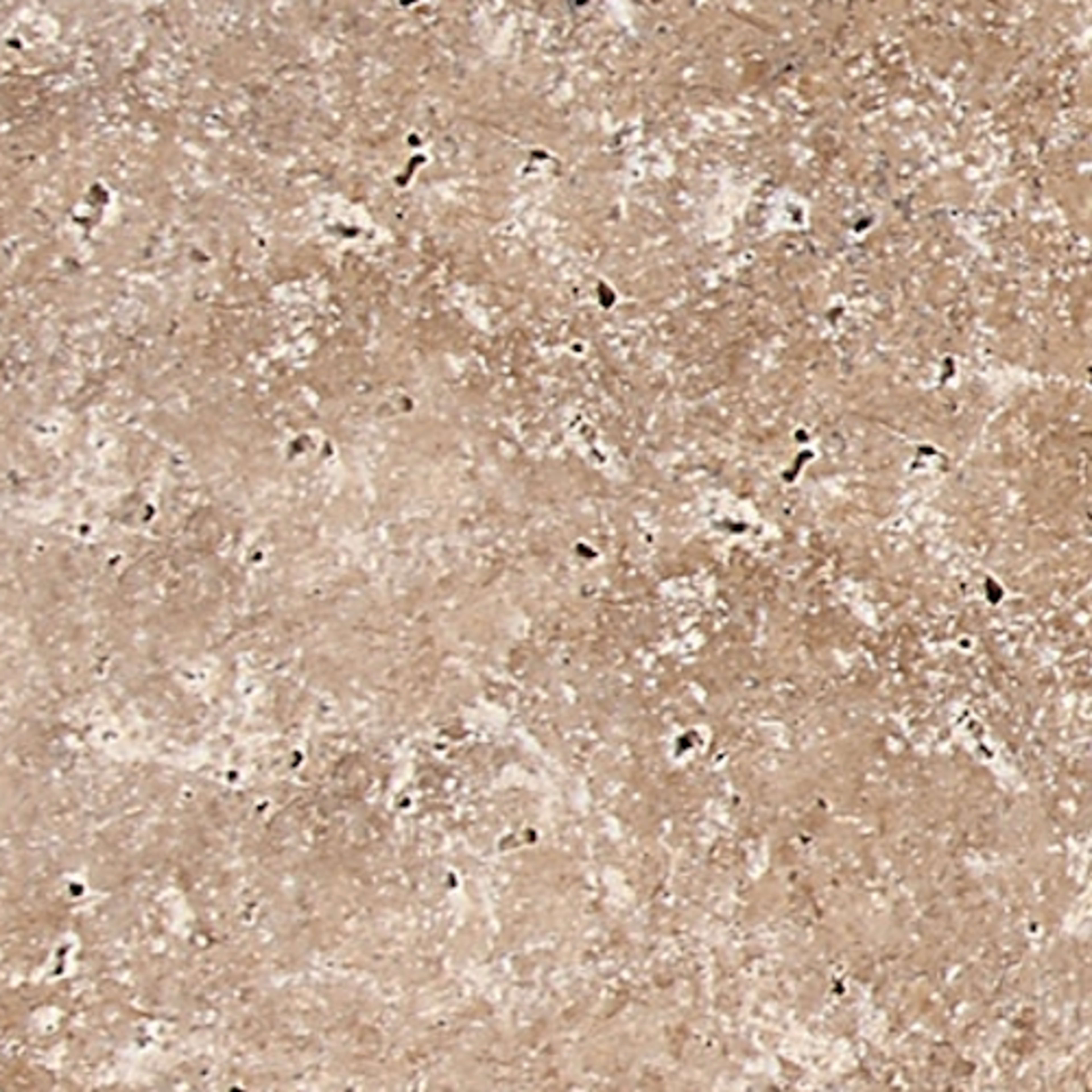 Travertine Collection in Light Noche 3x6 Natural Stone
