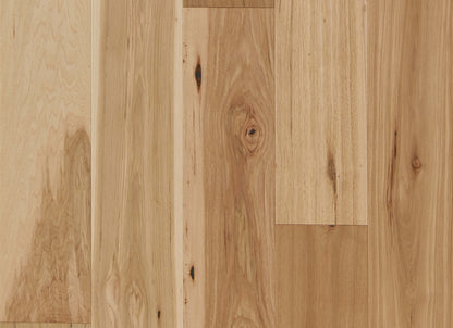 Latitude Collection - Forest Park in Natural