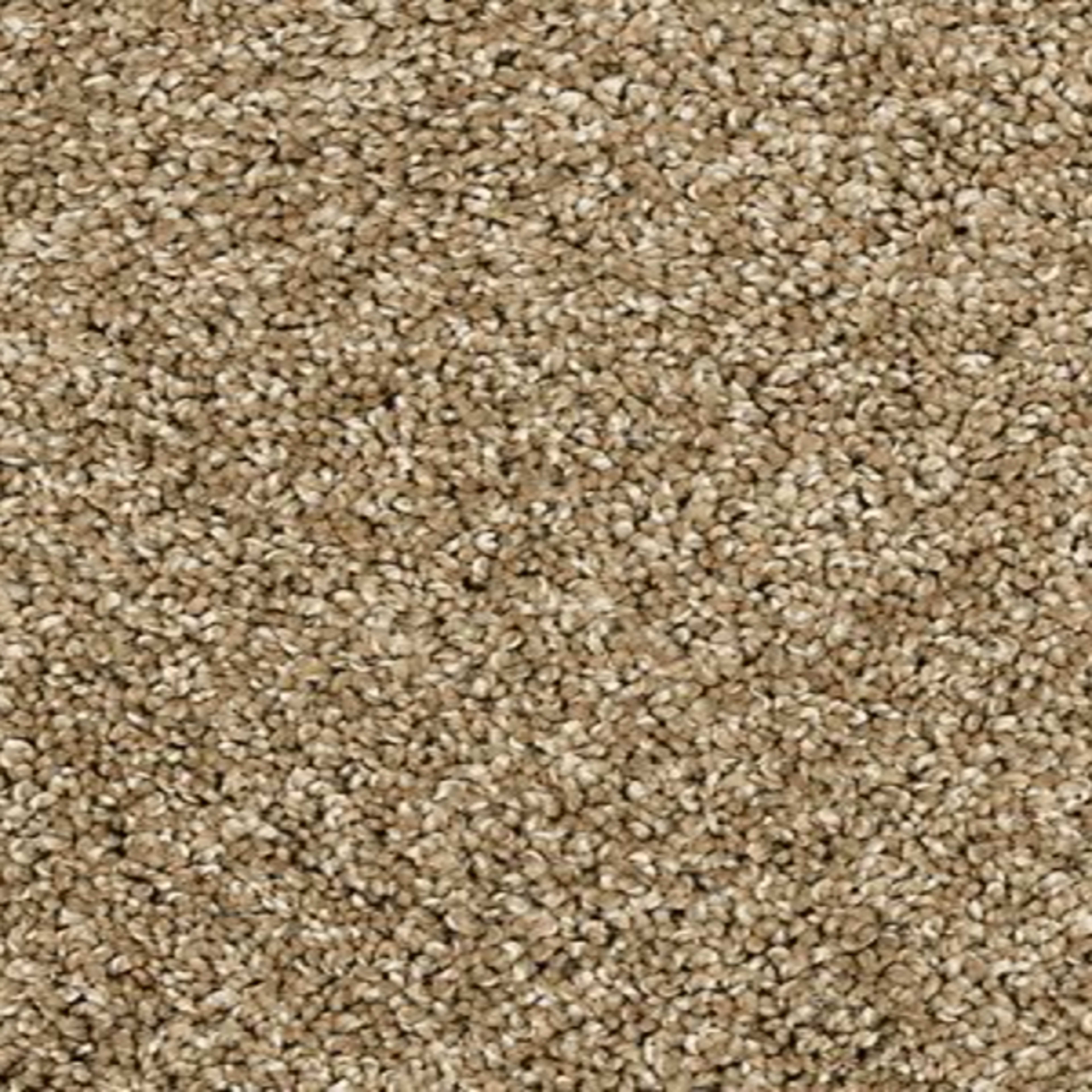 Bon A Pet Treat II in Parchment Carpet