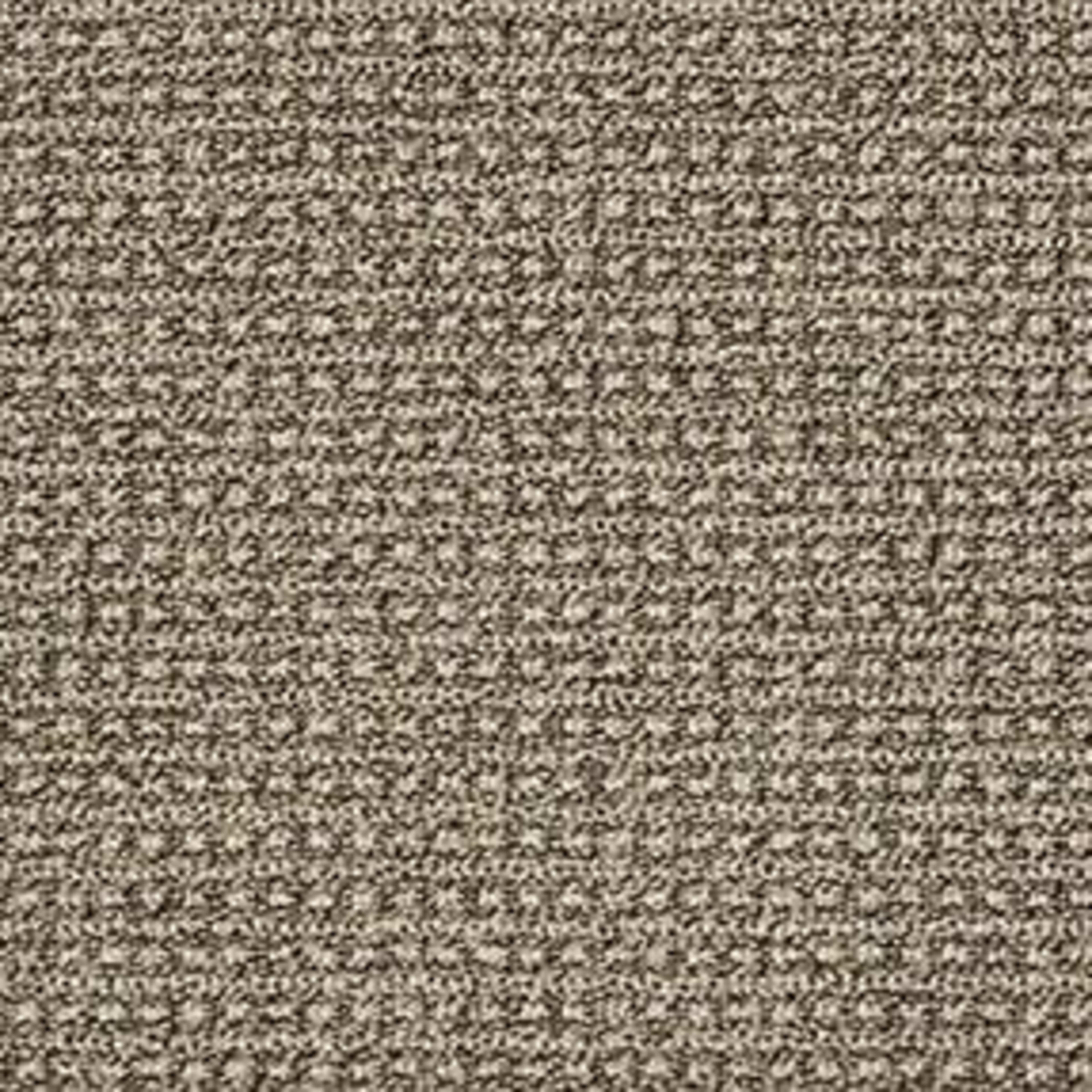 FETCH in Desert Palm Carpet